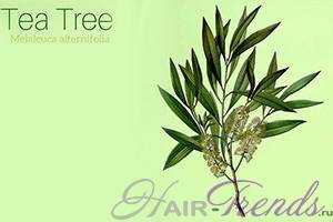 Секрет использования травы бетеля для лечения выпадения волос/